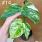 Monstera albo Variegata Boutures racinés en pot