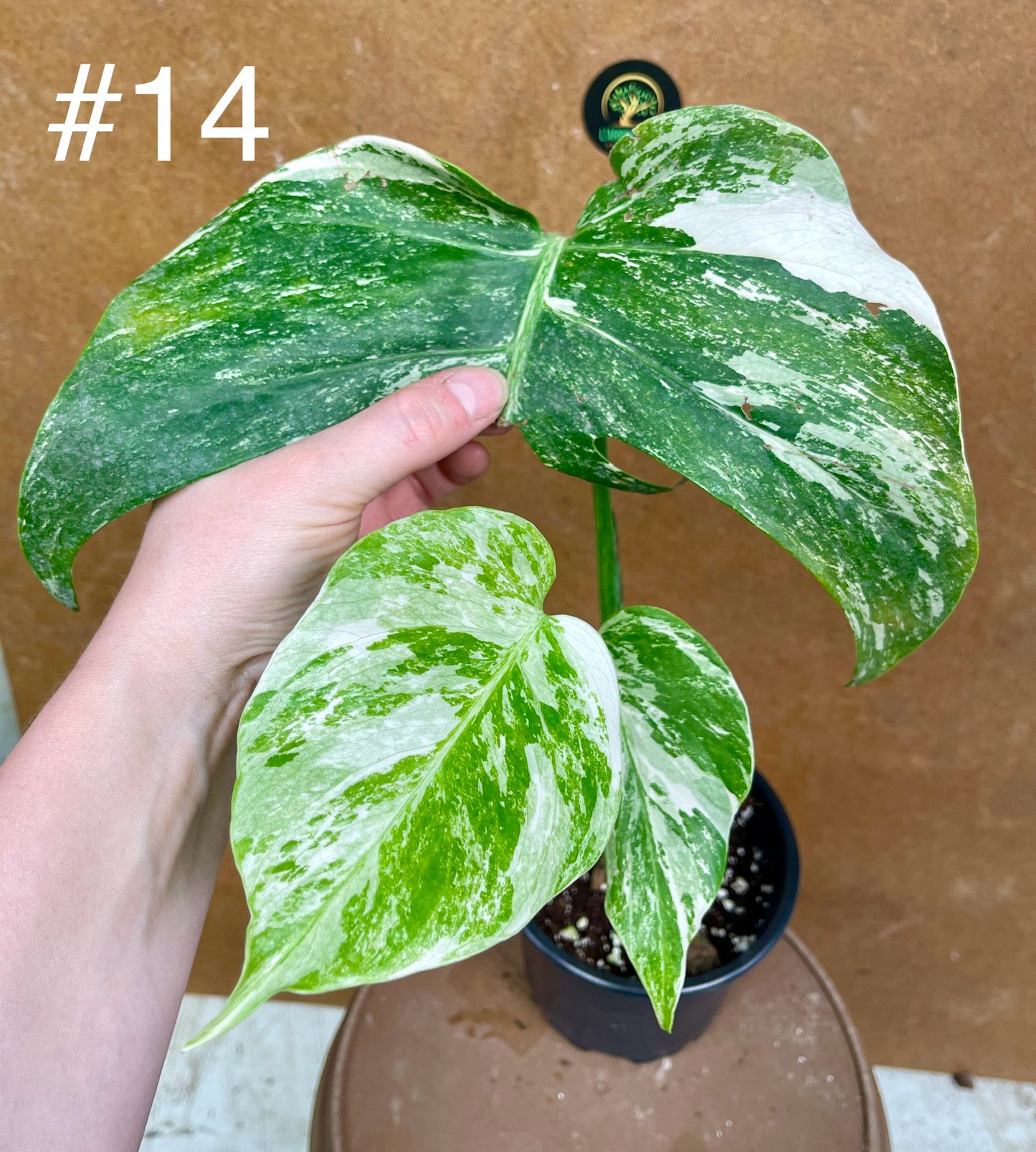 Monstera albo Variegata Boutures racinés en pot