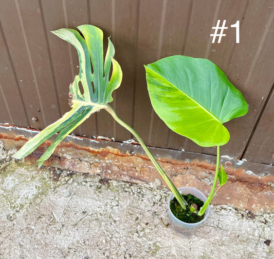 Monstera deliciosa aurea yellow Marilyn boutures racinés