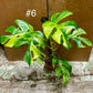 Monstera minima aurea yellow Marilyn / Rhaphidophora tetrasperma aurea yellow Marilyn NEW