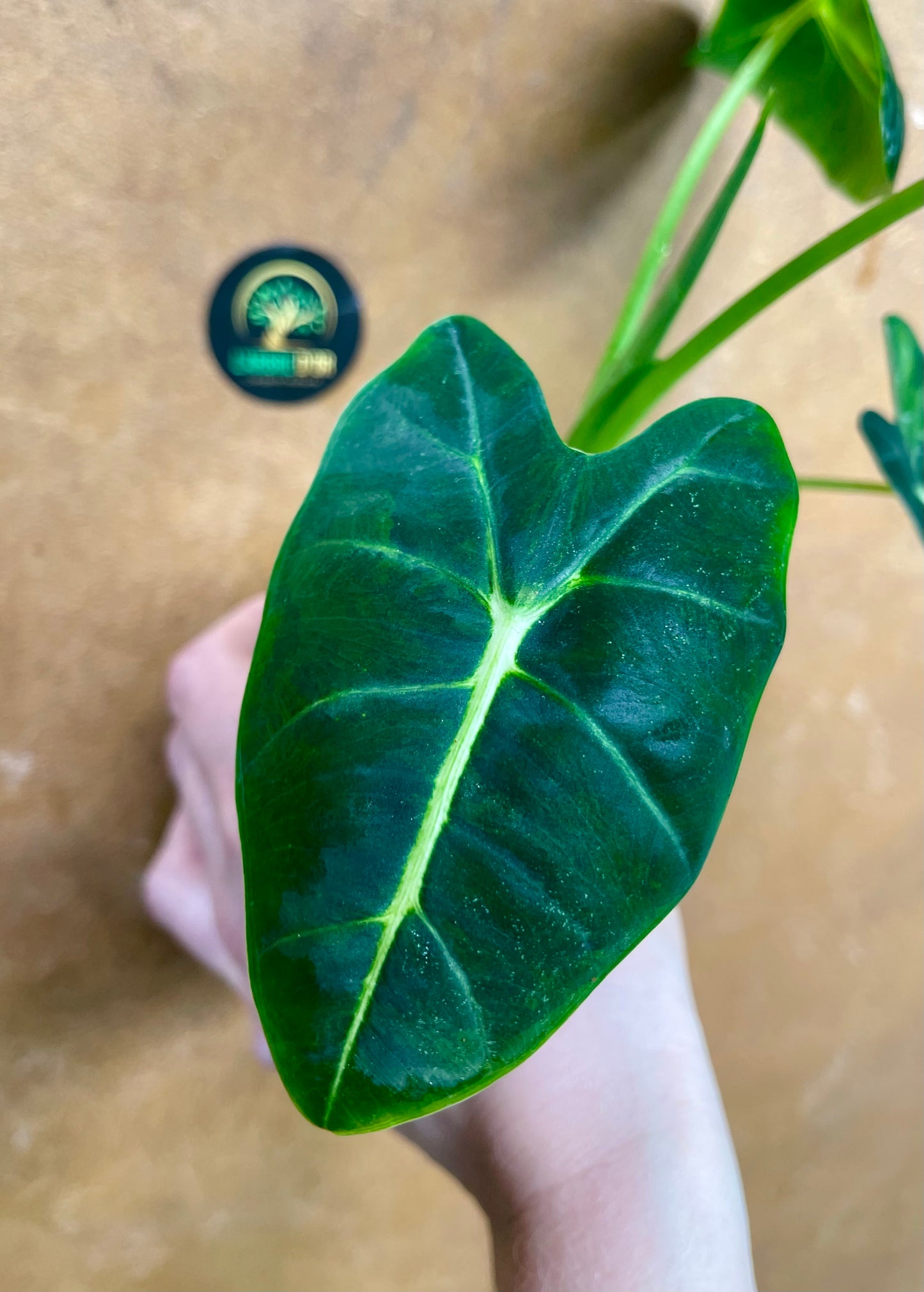 Alocasia Frydek green on green variegata NEW