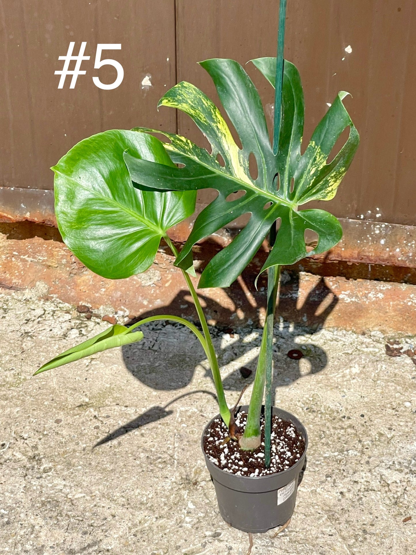 Monstera deliciosa aurea / Cream Large forme