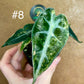 Alocasia bambino aurea variegata NEW