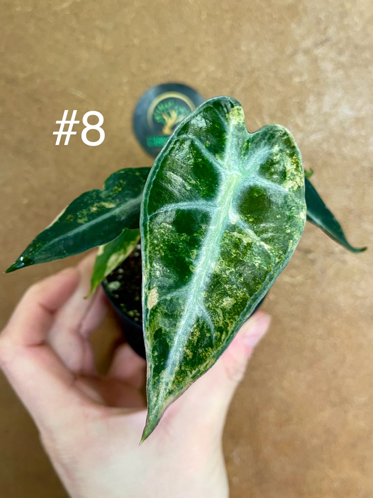 Alocasia bambino aurea variegata NEW