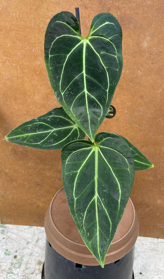 Anthurium regale