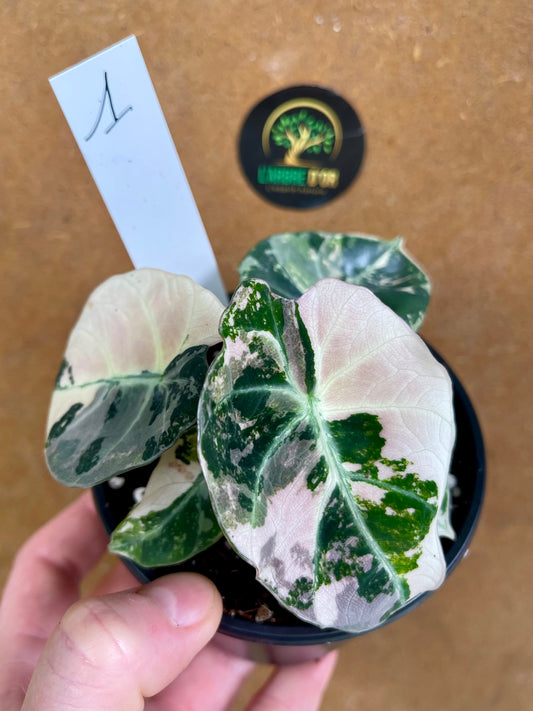 ALOCASIA BLACK VELVET PINK VARIEGATA NEW