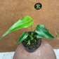 monstera dilacerata burle marx flame NEW