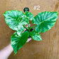 Alocasia gageana albo variegata NEW