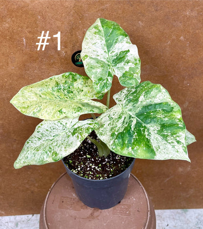 Alocasia macrorrhiza splash variegata taille L