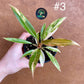 Philodendron caramel marble S NEW