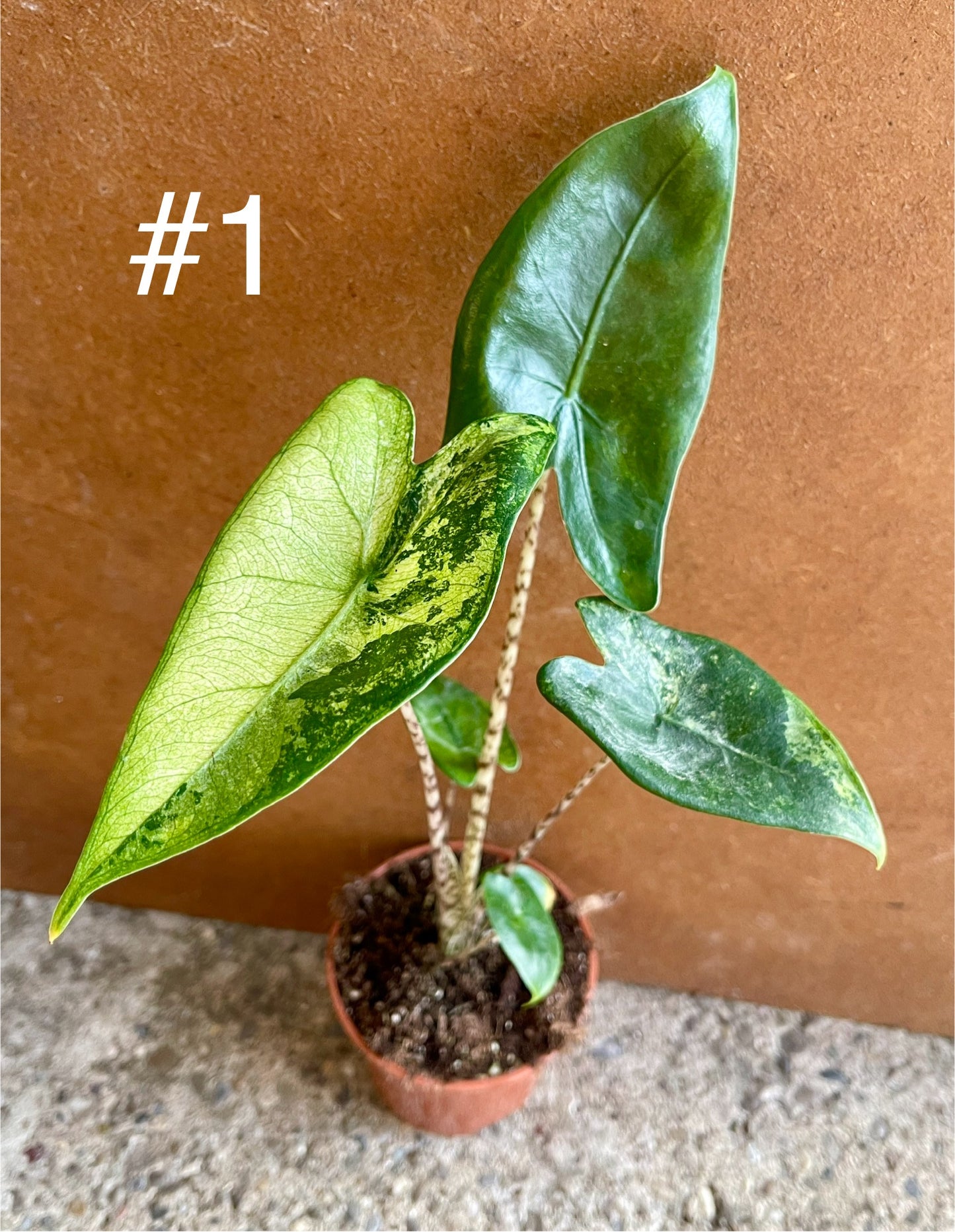 Alocasia Zebrina variegata NEW