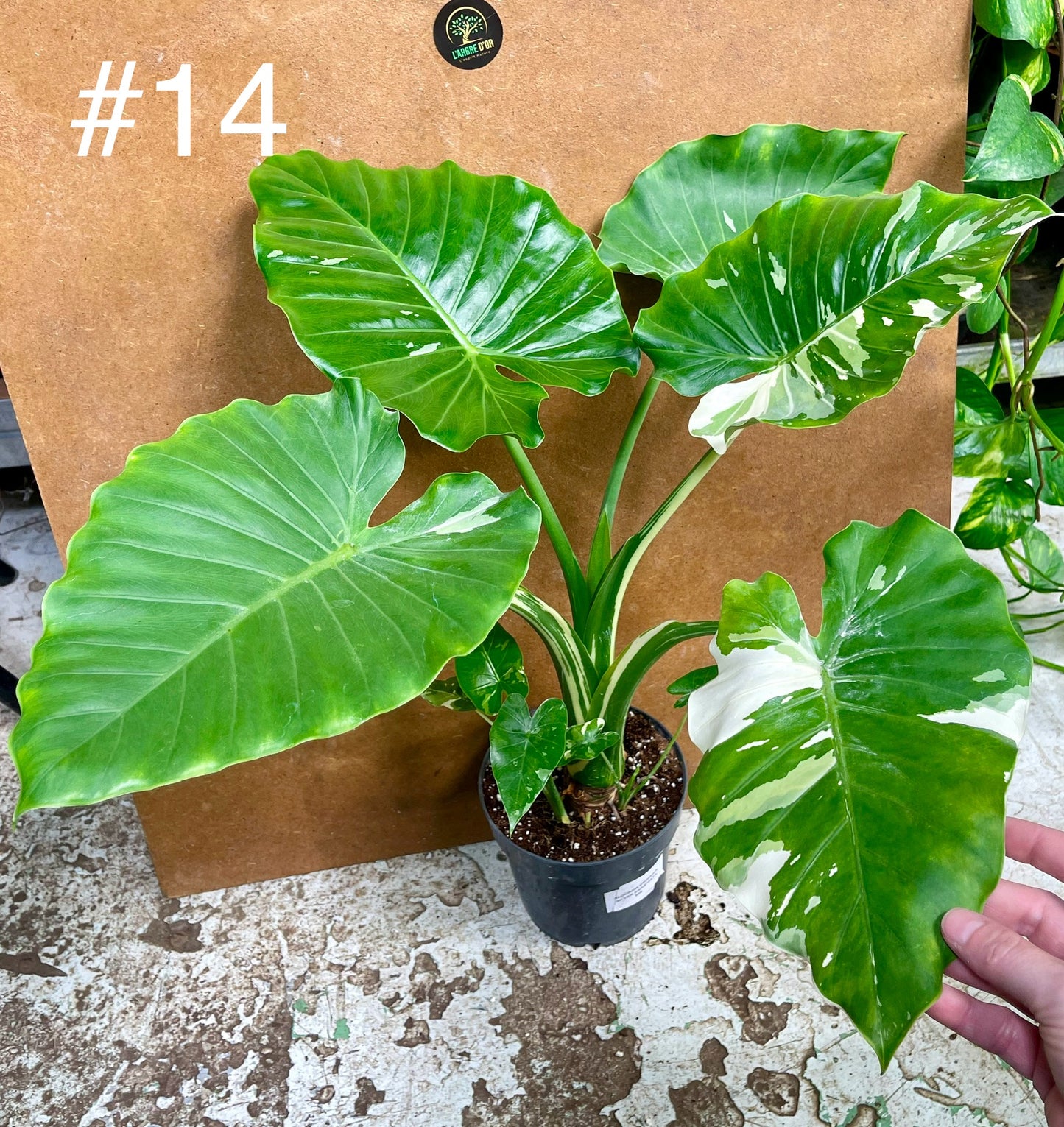 Alocasia okinawa silver / variegata