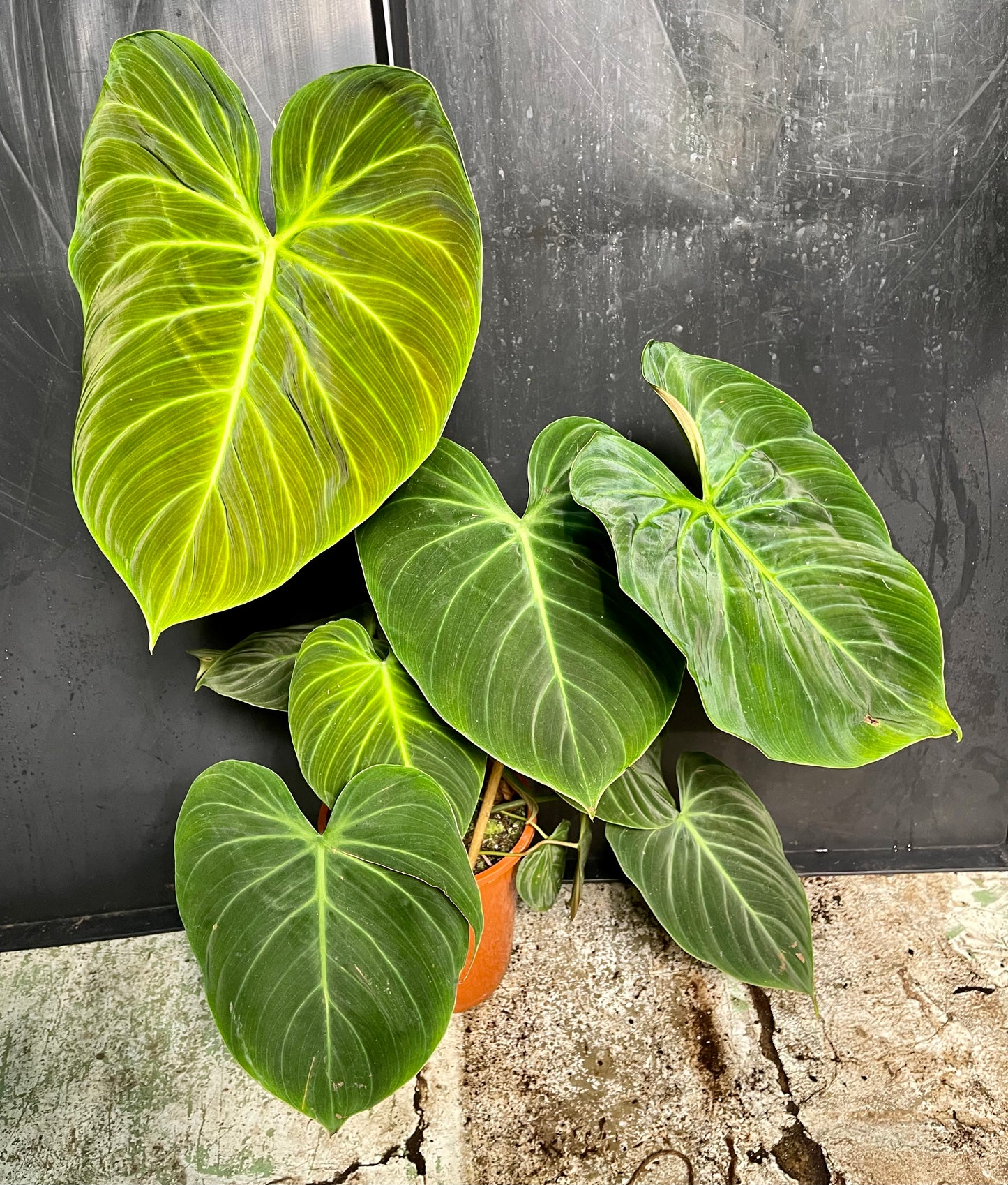 Philodendron El choco red XL