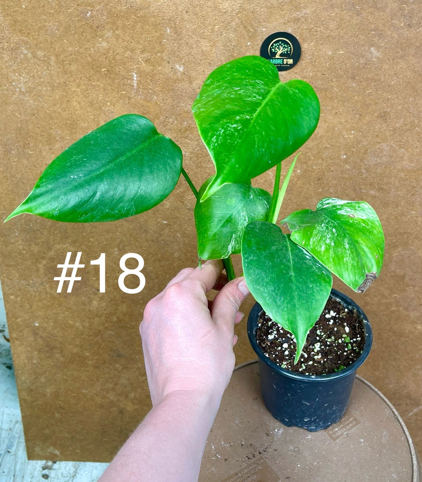 Monstera albo Variegata Boutures racinés en pot