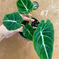 Alocasia black velvet variegata aurea