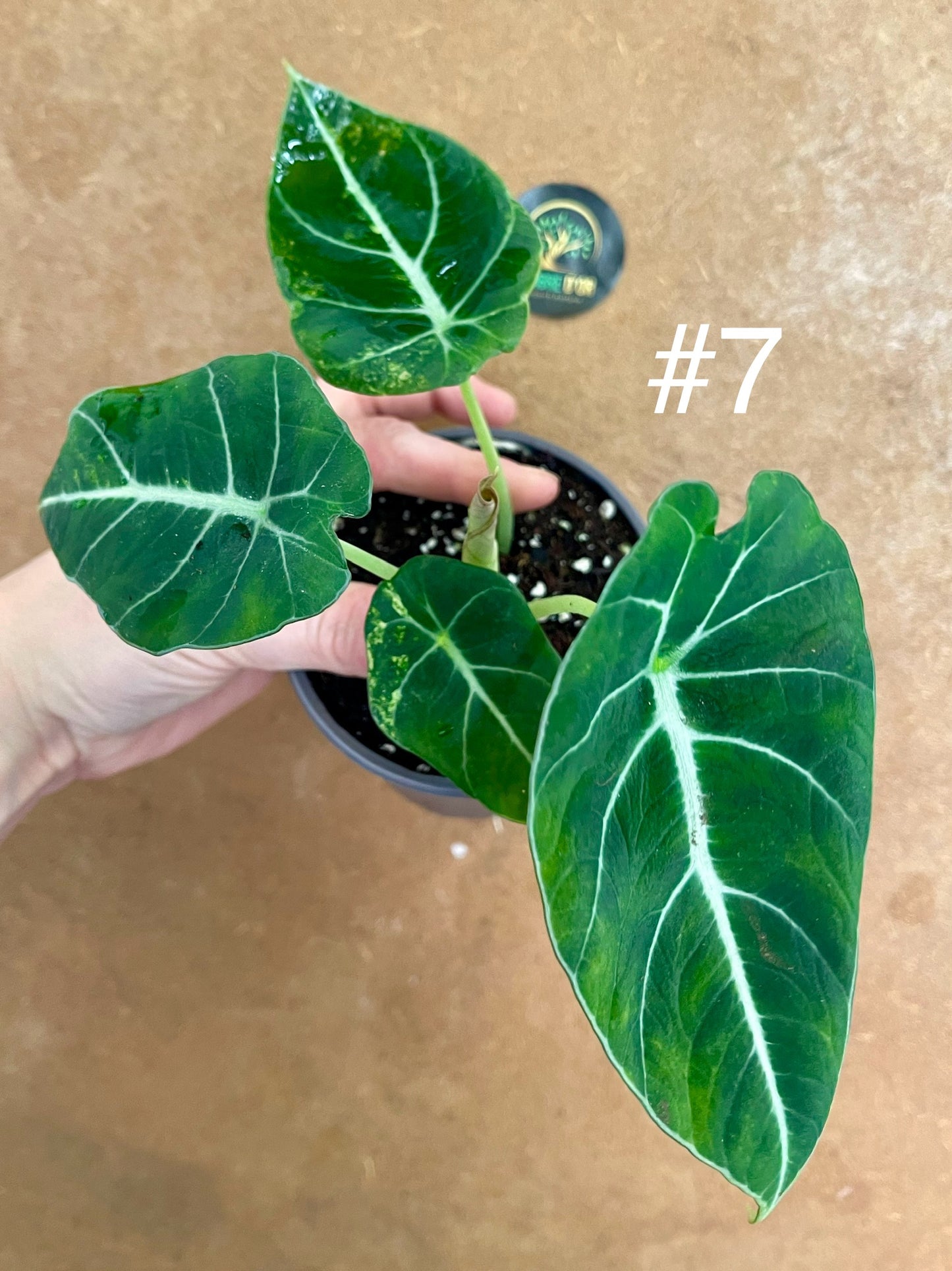 Alocasia black velvet variegata aurea