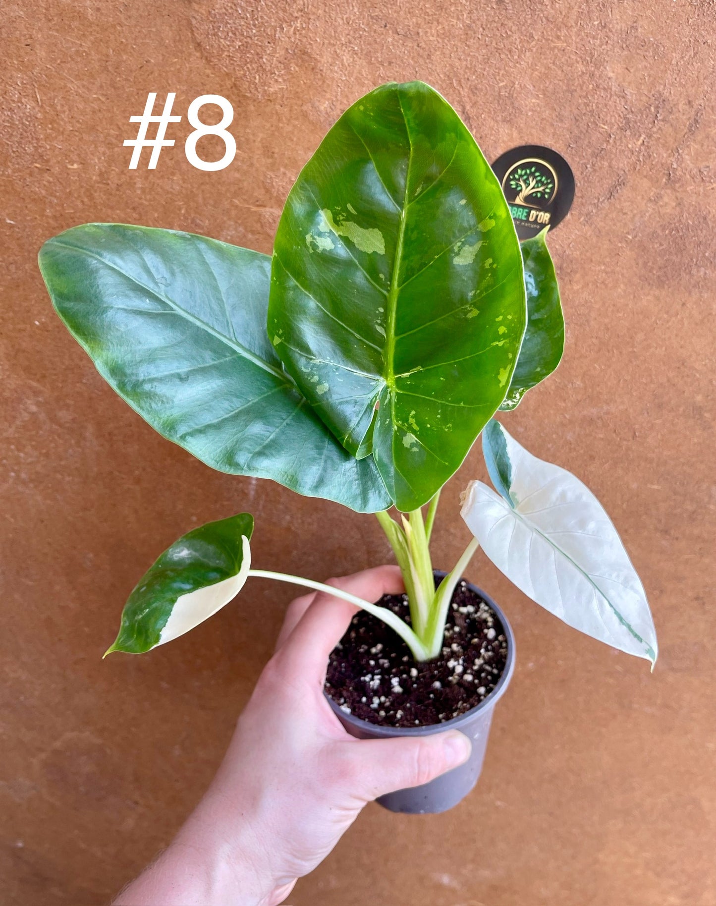 Alocasia macrorrhiza variegata S NEW