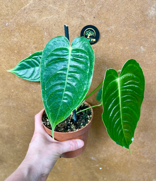 Anthurium veitchii taille S