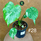 Monstera deliciosa thaï constellation M