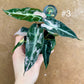 Alocasia bambino pink variegata NEW