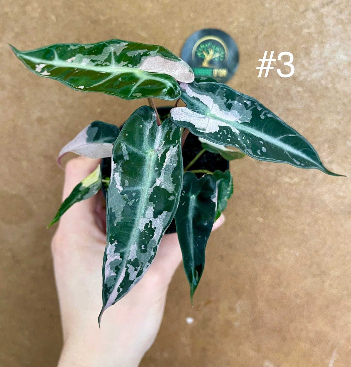 Alocasia bambino pink variegata NEW