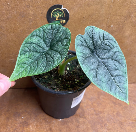 Alocasia melo baby