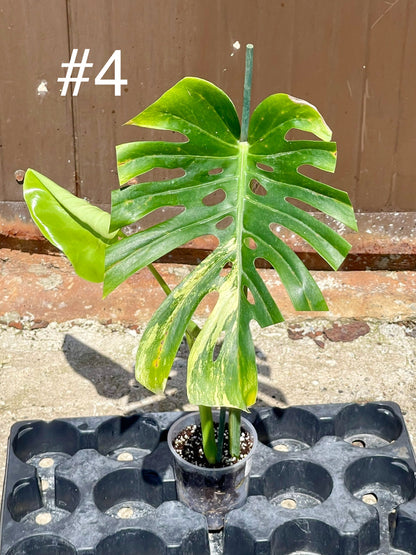 Monstera deliciosa aurea / Cream Large forme