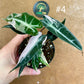 Alocasia bambino pink variegata NEW