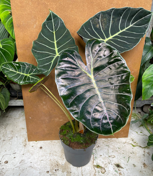 Alocasia purple prince XL