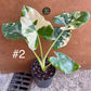 Alocasia macrorrhiza variegata M NEW