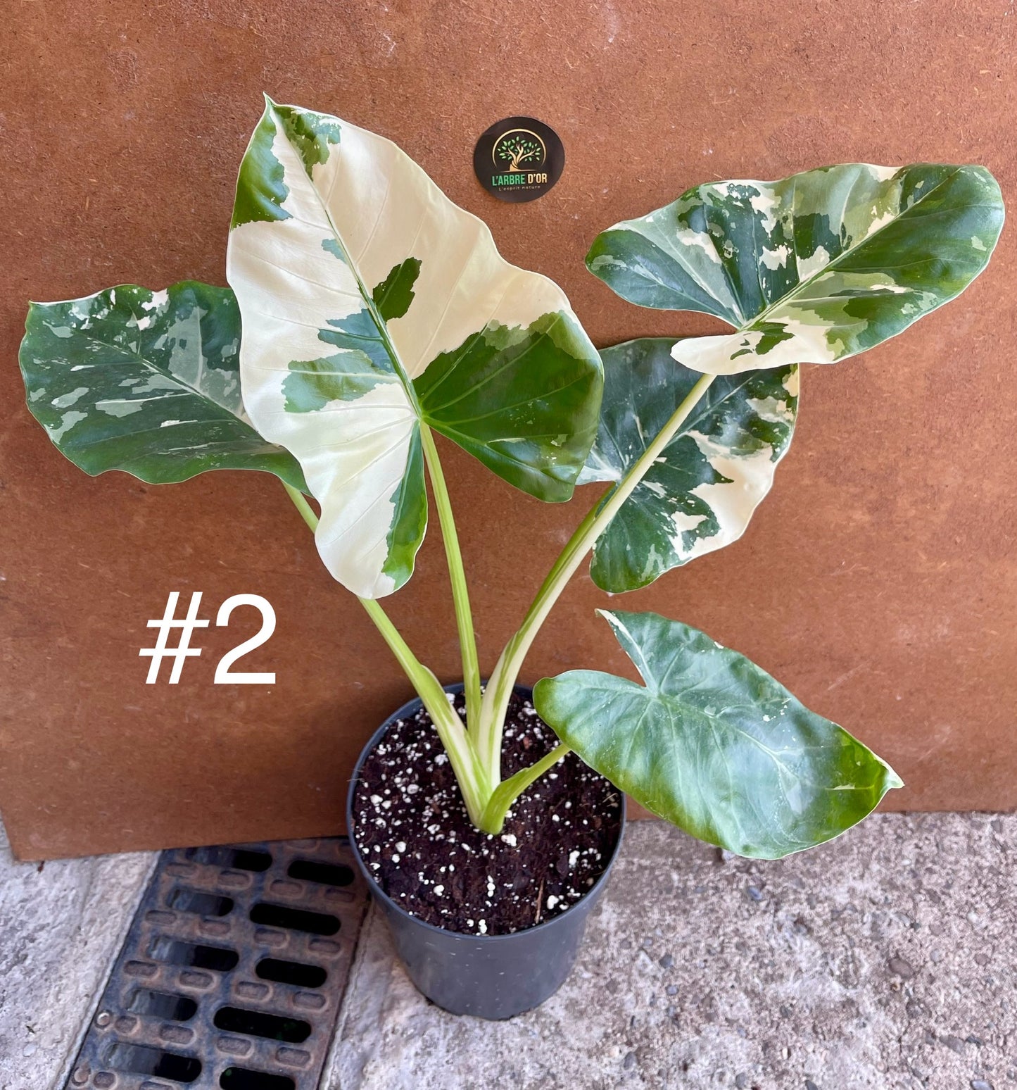 Alocasia macrorrhiza variegata M NEW