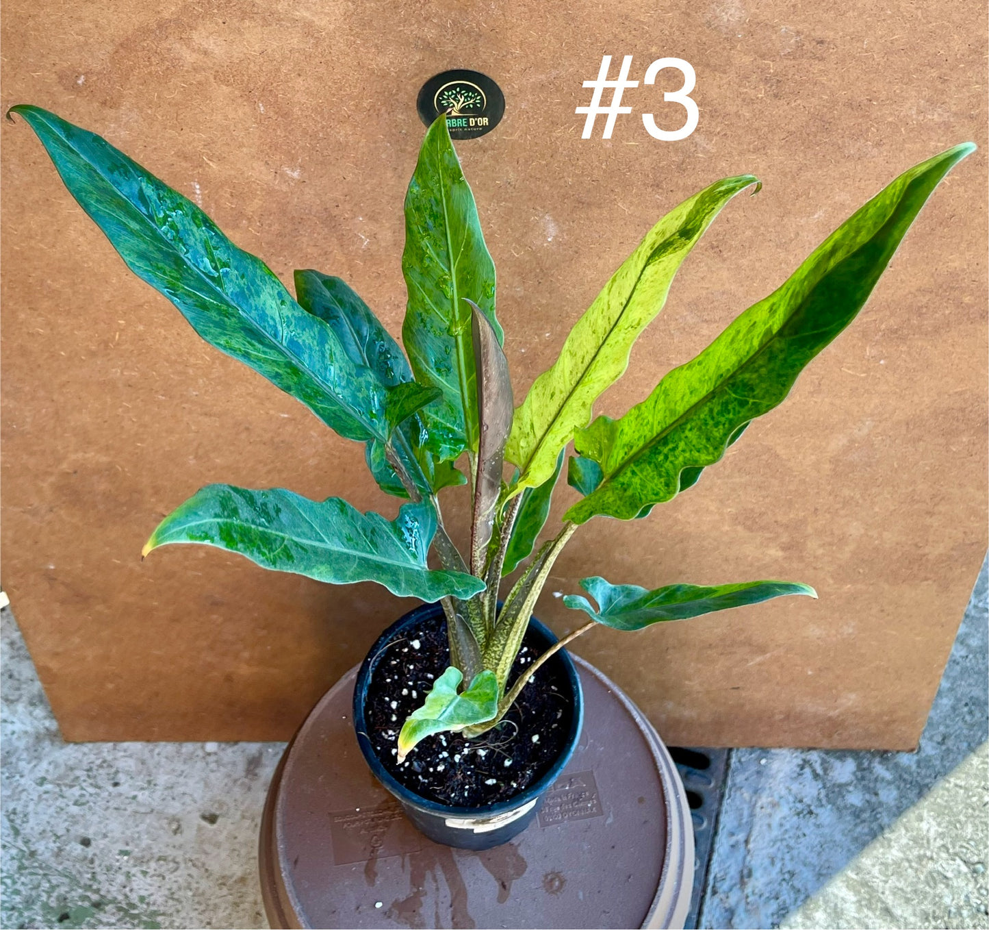 Alocasia lauterbachiana variegata