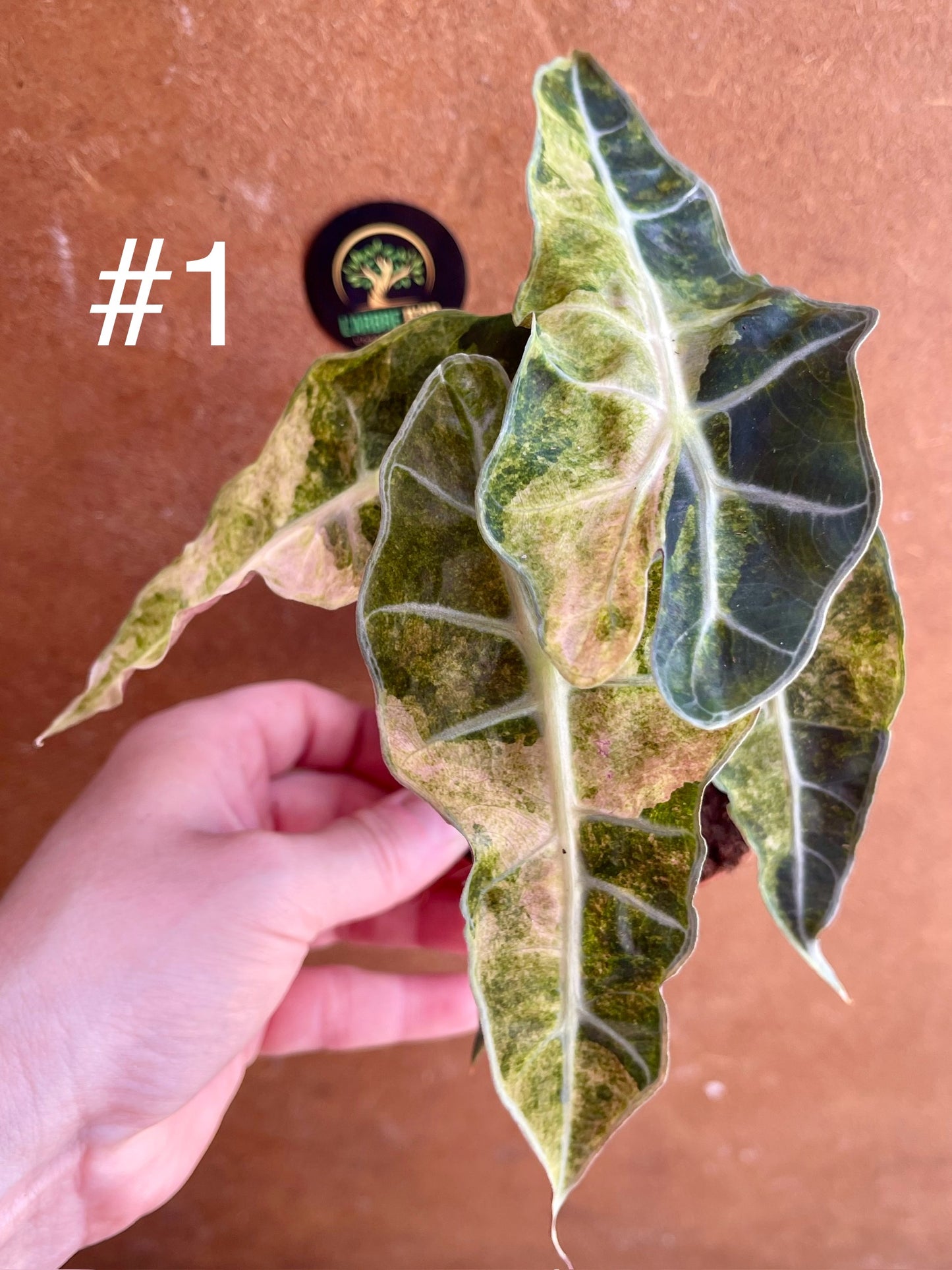 Alocasia amazonica variegata tricolor NEW