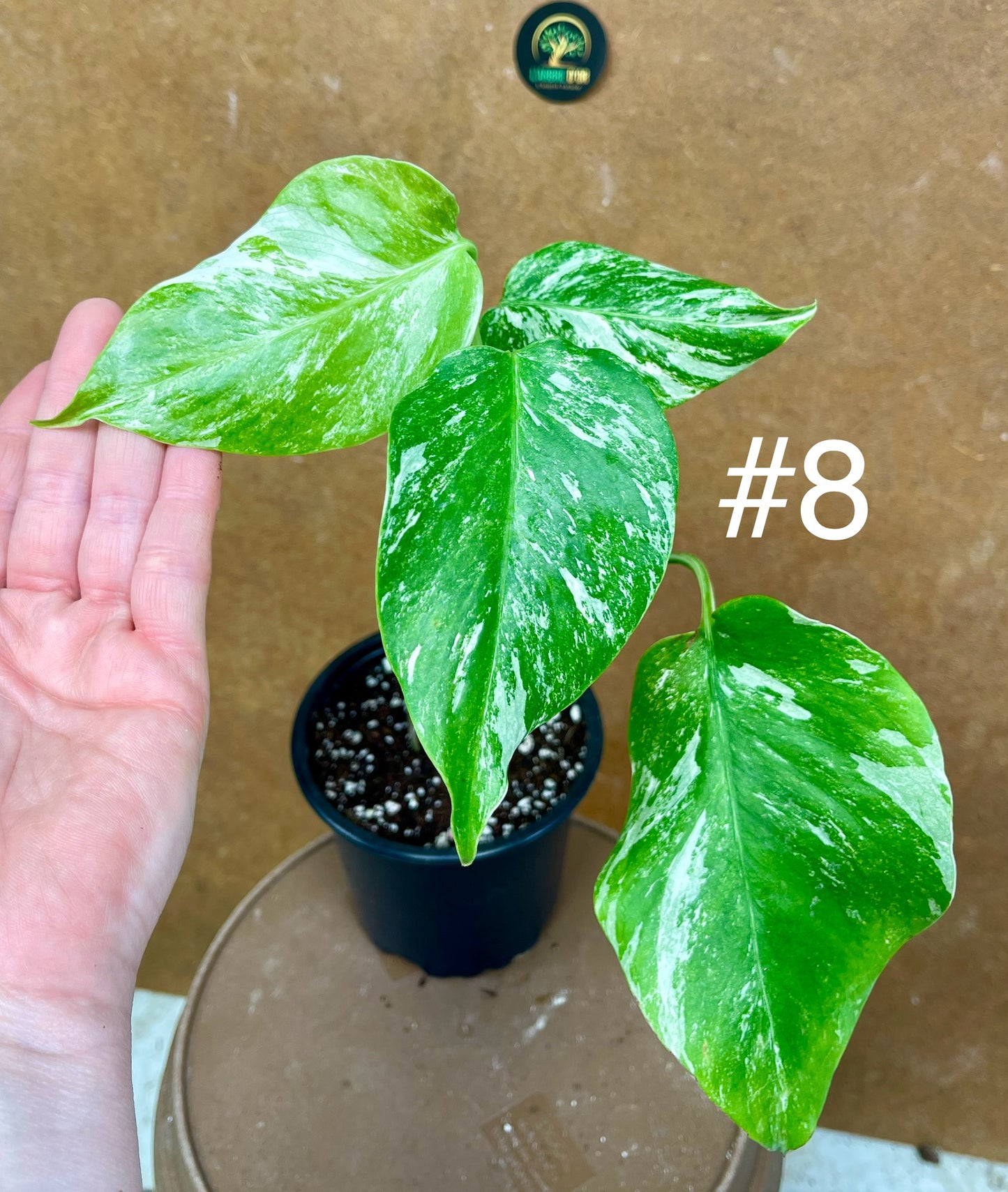 Monstera albo Variegata Boutures racinés en pot