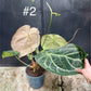 Anthurium crystallinum XL