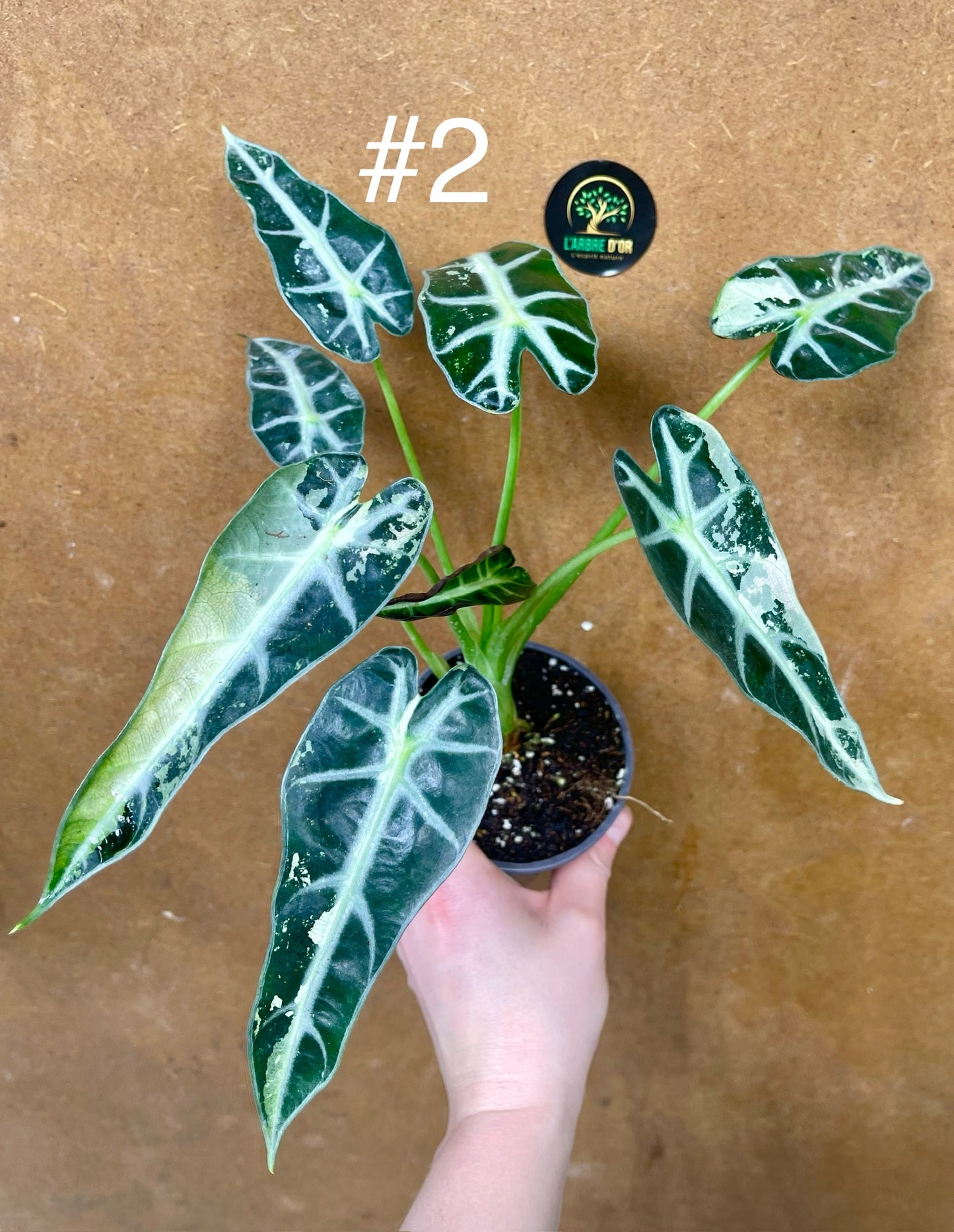 Alocasia green bambino albo variegata NEW