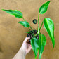 Monstera dilacerata burle marx flame L NEW