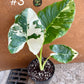 Alocasia macrorrhiza variegata M NEW