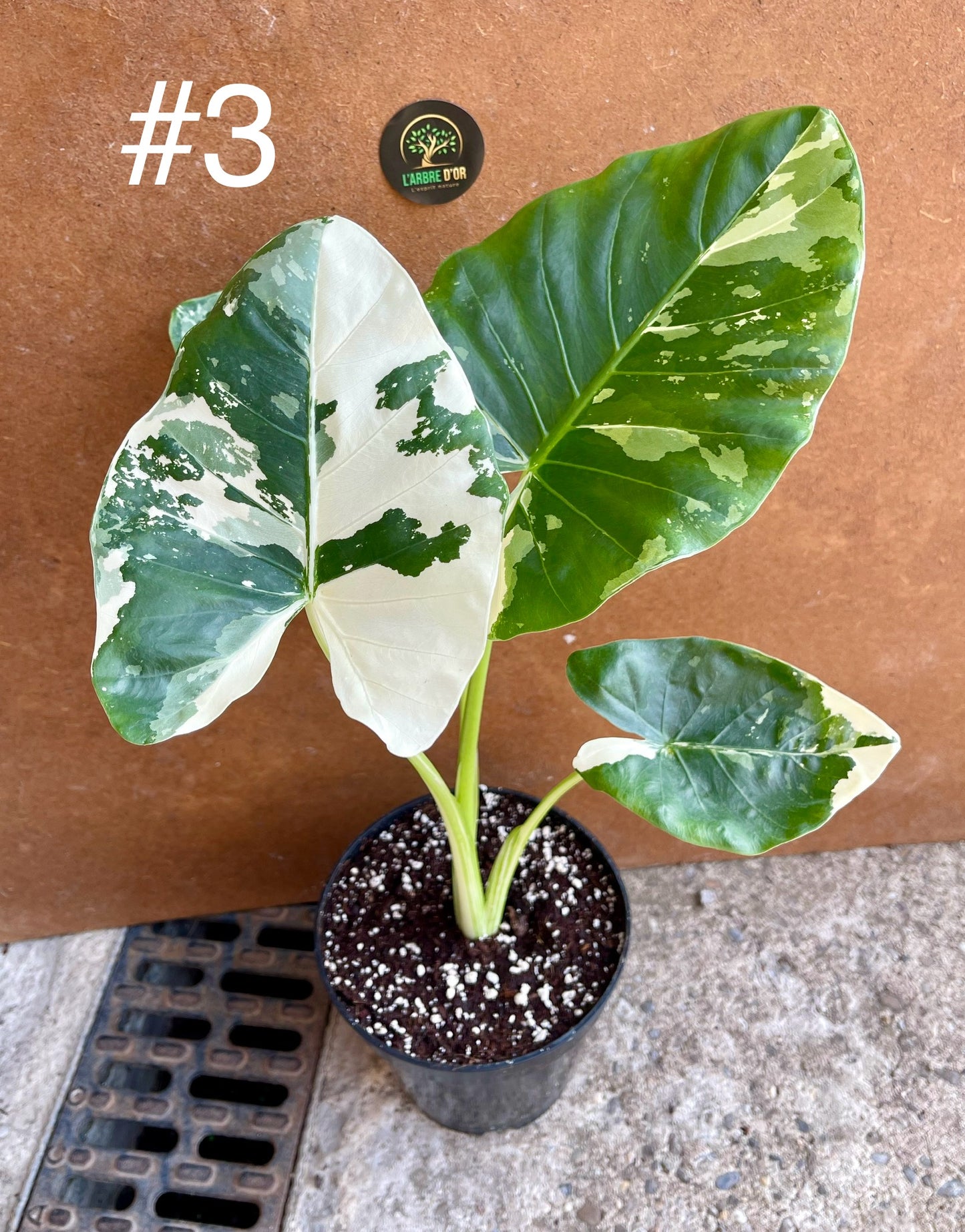 Alocasia macrorrhiza variegata M NEW