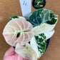 ALOCASIA BLACK VELVET PINK VARIEGATA NEW