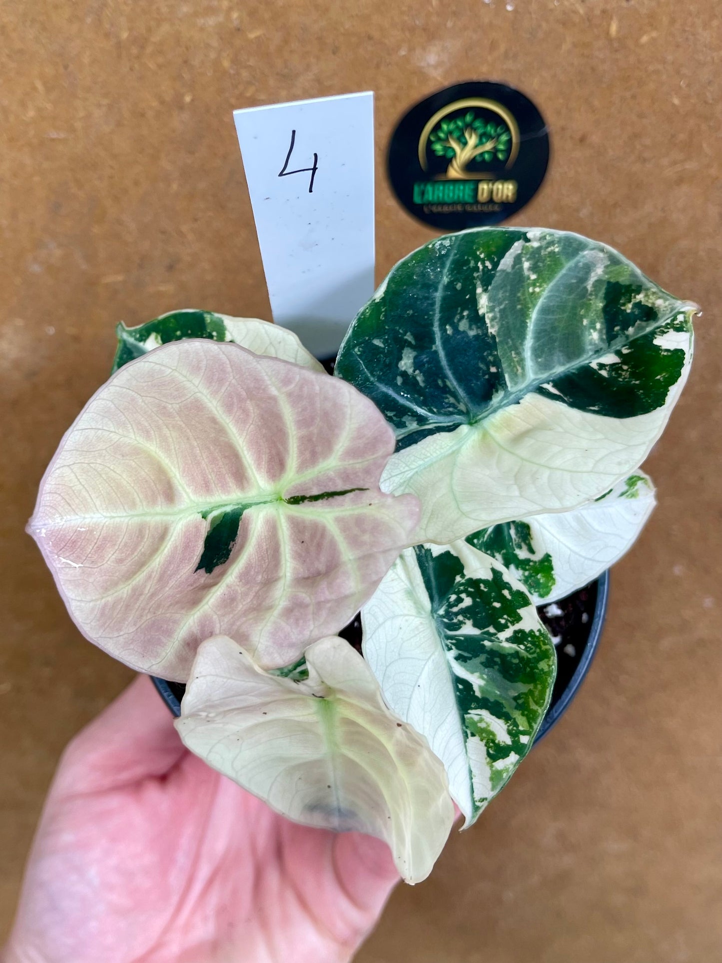 ALOCASIA BLACK VELVET PINK VARIEGATA NEW