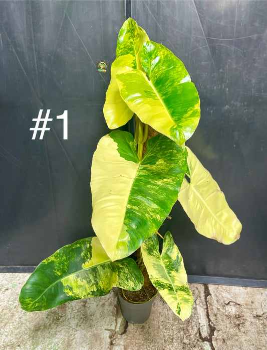 Philodendron burle marx variegata XL tuteur