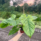 Anthurium balaoanum mutation variegata NEW