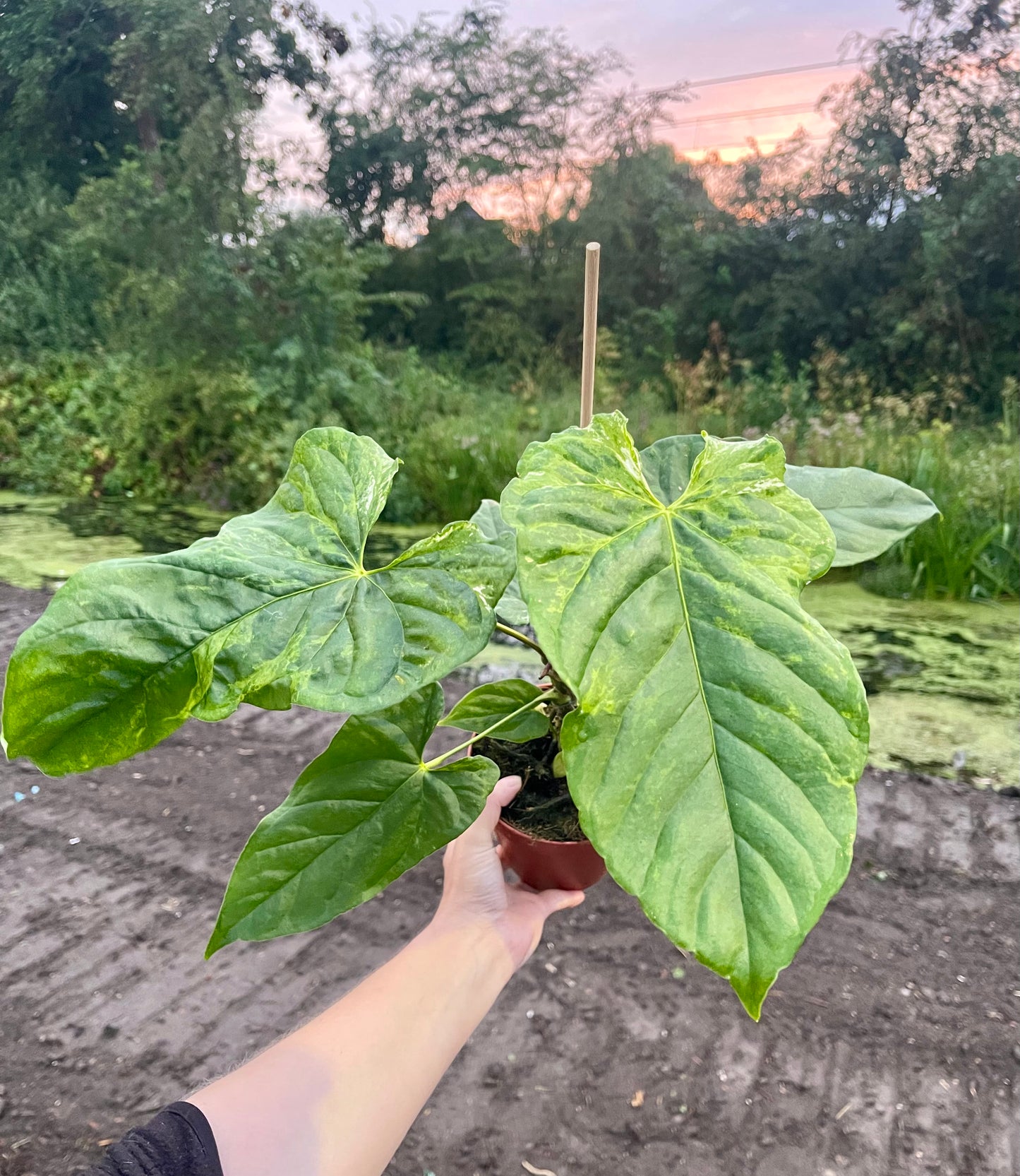 Anthurium balaoanum mutation variegata NEW