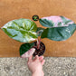 Alocasia serendipity variegata NEW