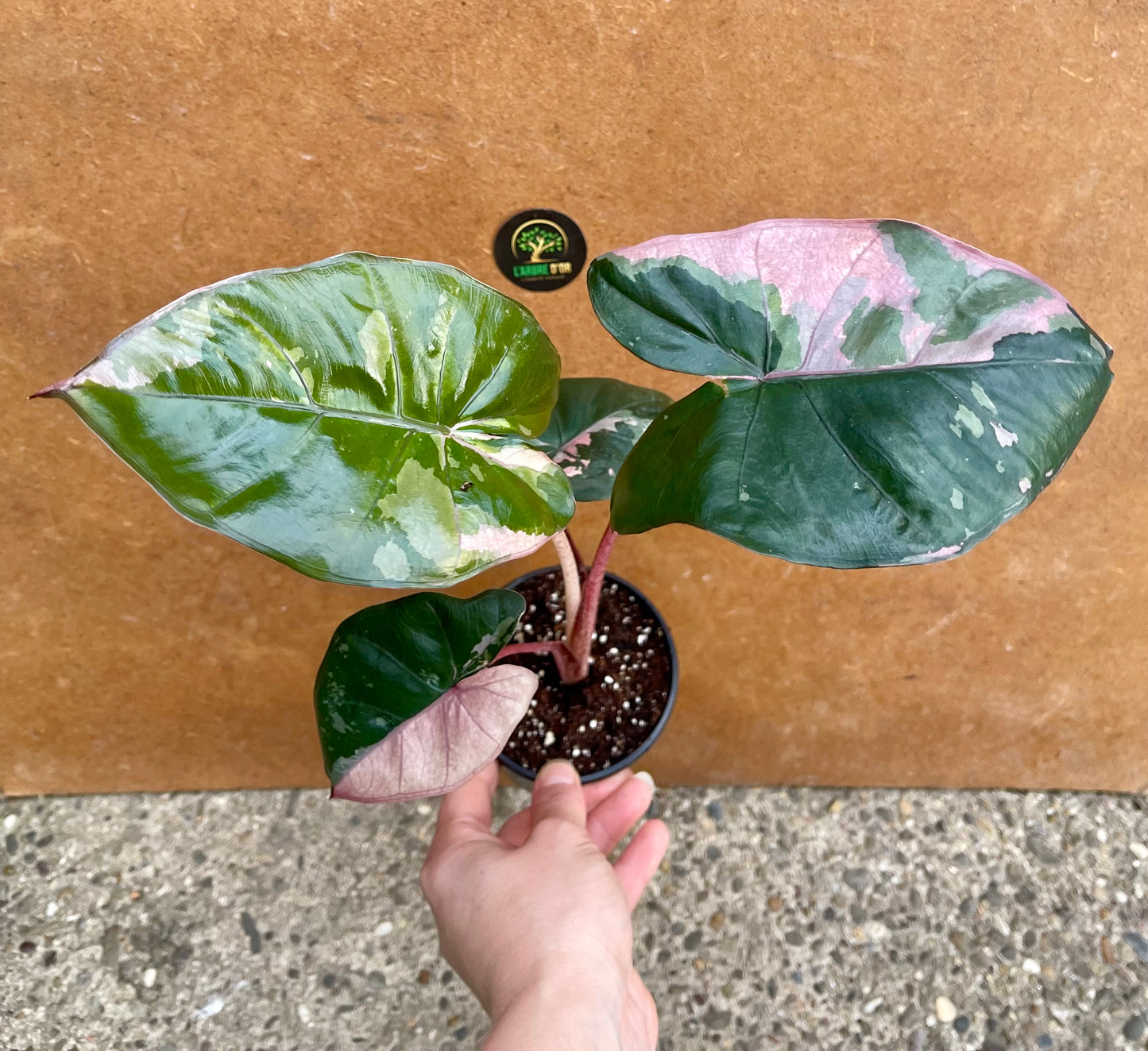 Alocasia serendipity variegata NEW