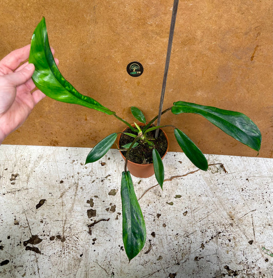 Philodendron joepii green on green variegata NEW