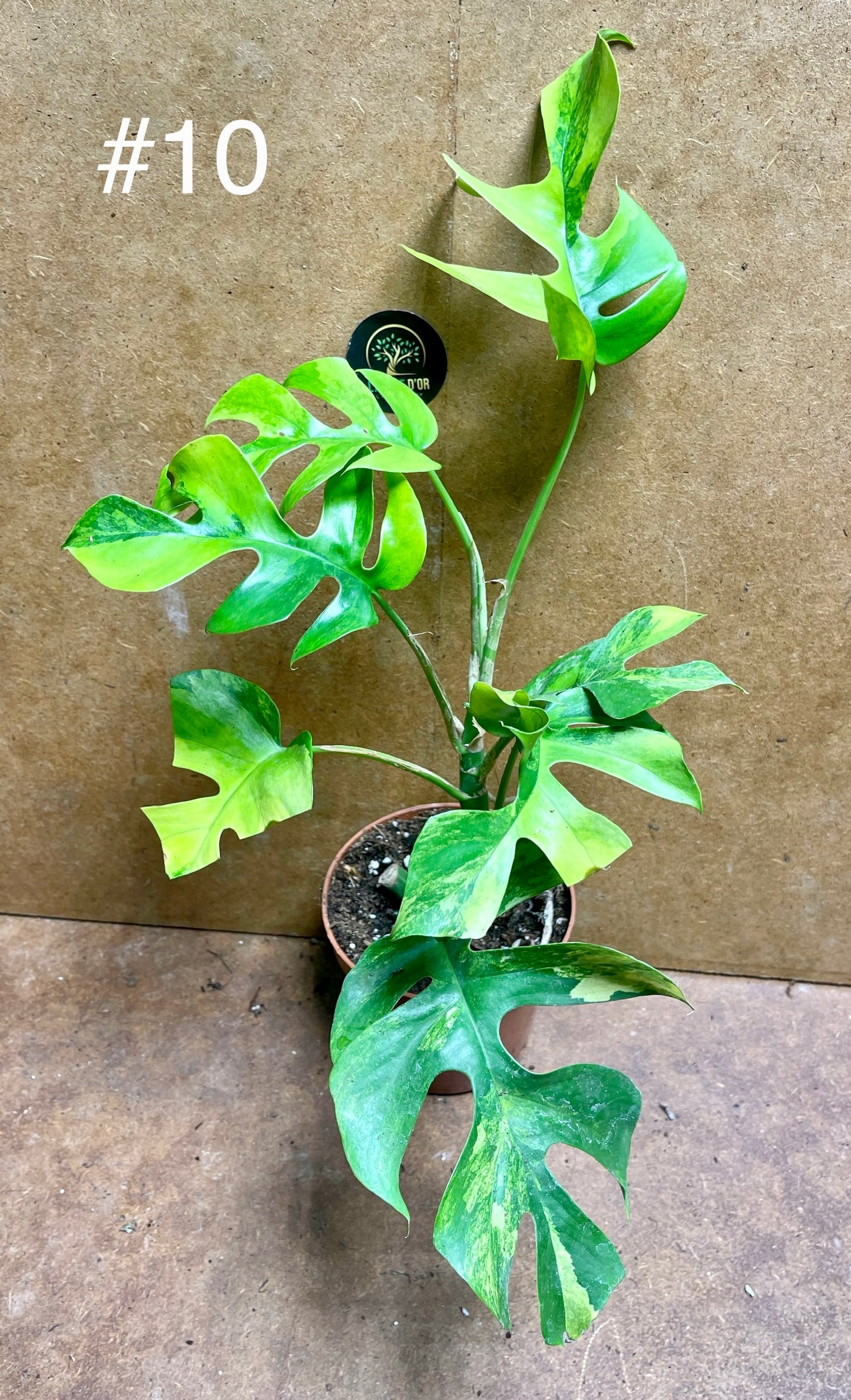 monstera minima AUREA / Rhaphidophora tetrasperma AUREA variegata