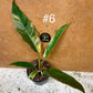 Philodendron caramel marble M NEW