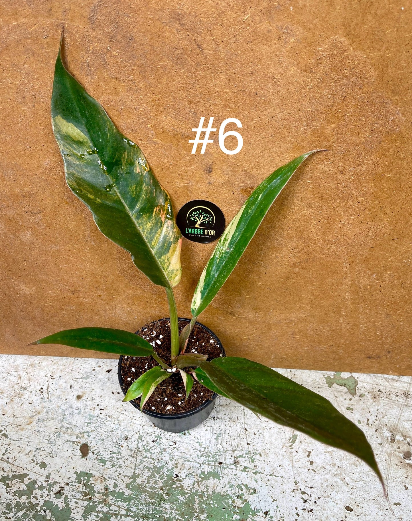 Philodendron caramel marble M NEW